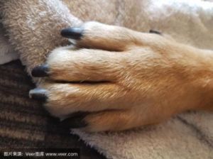 狗爪子为什么香 狗有五个爪子预示什么