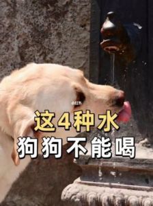 狗狗不能喝的五种水 狗狗喝什么水最好