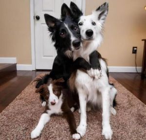 为什么狗狗那个会连在一起了 俩狗狗连在一起了怎么办