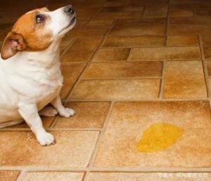 狗狗一激动就漏尿是怎么回事 狗狗漏尿越来越频繁