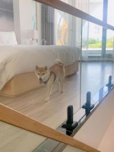 酒店为什么有狗 狗能进酒店吗