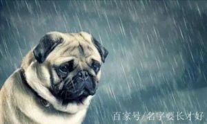 狗雨天为什么长啸 人为什么喜欢雨天