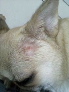 狗狗毛囊炎图片 狗狗毛囊炎的症状图片