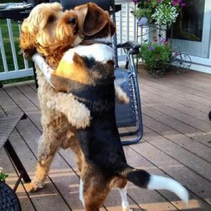 狗为什么会要抱抱 为什么想要抱抱