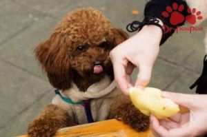 狗狗可以吃芒果不 狗可以吃芒果