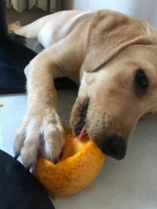 芒果狗狗可以吃吗 狗狗吃芒果的正确方法