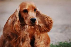 大耳朵的狗狗都是什么品种 大耳朵犬图片