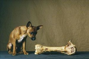 狗骨头为什么狗不敢靠近 靠近脖子的骨头叫什么