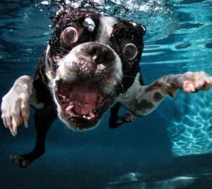 狗为什么怕洒水 狗为什么怕洗澡