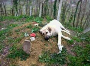 为什么不埋狗 狗埋食物有什么讲究吗