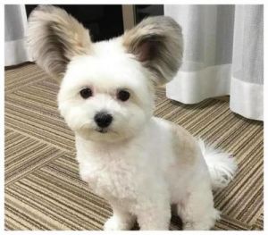 长耳朵狗狗的品种图片 大耳朵名犬图片
