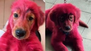 狗为什么红色瞳孔 比熊瞳孔红色