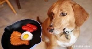 狗狗可以吃枇杷吗 狗狗十大禁忌食物