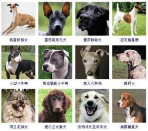 狗狗品种大全排名 狗智商排名1至100