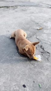 狗狗能吃红薯吗 狗狗可以吃红薯