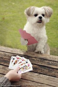 狗狗在我身上打扑克视频 打扑克视频软件