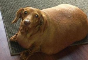 为什么有的狗胖了 狗为什么长胖