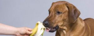 狗可以吃香蕉吗 狗狗十大禁忌水果
