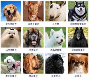 犬类品种大全 大型犬图片