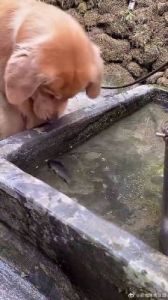 狗为什么总是吃鱼 狗吃鱼内脏好不好