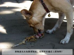 狗为什么有鱼刺 狗吃上鱼刺有什么妙招
