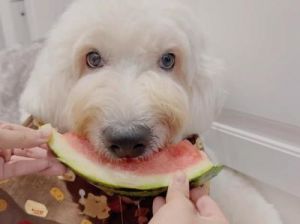 狗狗可以吃西瓜吗 狗狗吃西瓜的视频
