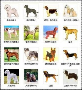猎犬品种 42种名犬品种