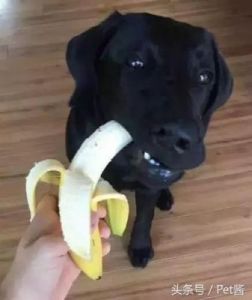 狗能吃香蕉吗 狗狗十大禁忌水果