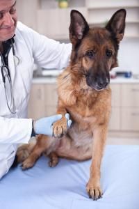 狗为什么爬兽医 狗对兽医很凶