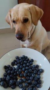 狗狗可以吃蓝莓吗 狗狗十大禁忌水果