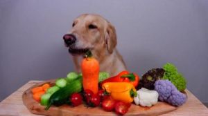 狗狗可以吃的蔬菜 自制狗狗食谱一览表