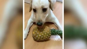 狗狗可以吃菠萝吗 24小时宠物店附近