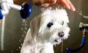 狗狗洗澡用什么洗最好 狗狗洗澡的正确方法