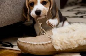 狗为什么刨鞋 舔鞋就要从做狗开始