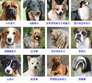 小型狗狗品种大全及图片 狗智商排名1至100