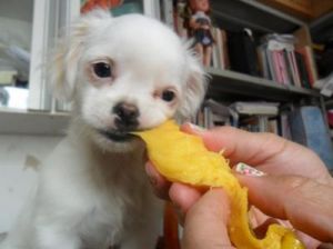 狗狗能吃芒果吗 十大新手最好养的小型犬