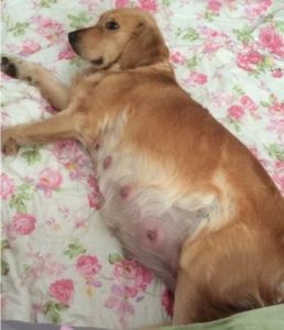 狗狗怀孕10天变化图片 狗狗怀孕过程图片真实