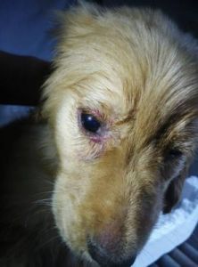 犬瘟初期眼睛的图片 犬瘟最简单的治疗方法