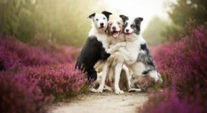 三条狗一块配的视频 狗的繁殖过程
