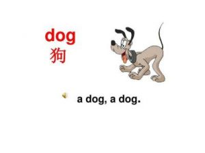 狗为什么听懂英文 狗听懂人话