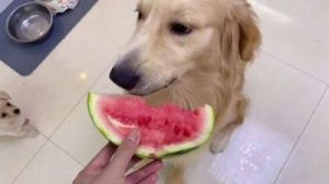狗狗可以吃西瓜吗 狗狗能吃的十大水果