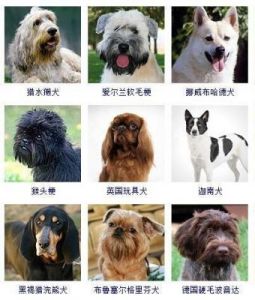 狗的品种有哪些 狗品种大全100种