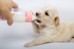 狗狗可以喝纯牛奶吗 十大最漂亮小型犬