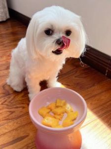 狗狗可以吃芒果吗 狗狗能吃的十大水果