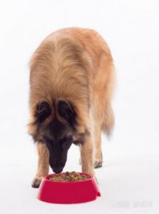 狗能吃豆腐吗 狗最爱吃的10种食物