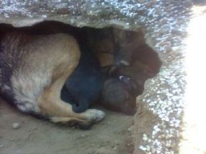 矿洞为什么养狗 挖矿为什么要用狗吗