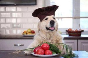 狗可以吃西红柿吗 狗可以吃什么蔬菜