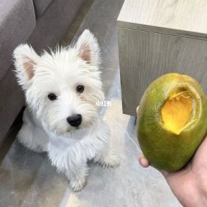 狗可以吃芒果吗 狗狗禁止食物一览表