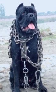 狗为什么要用铁链 有铁链的狗是什么品种
