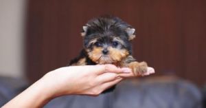 世界上最小的狗狗 世界狗狗智商排名
